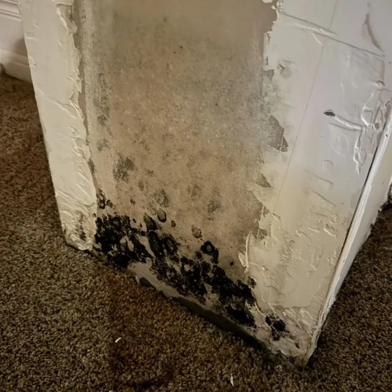 Professional Mold Removal in Atherton, CA